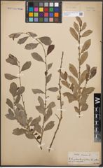 Foto von Salix cinerea L.